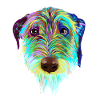 Splash Irish Wolfhound Dog