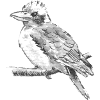 bird