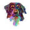 Splash Hovawart Dog
