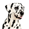 Dalmatian