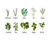 Jardin-cadeau d'herboriste d'herbes botaniques