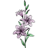 Lilies