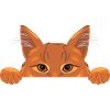 Peeking ginger cat