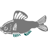 Grey catfish with turquoise accent