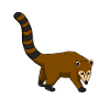 Coati