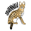 Savannah chat lynx chat sauvage