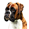 Boxer