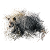 bear