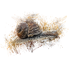 slug