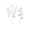 eucalyptus