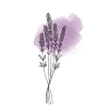 lavender