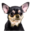 Brown and tan chihuahua