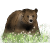 Bear in flower meadow
