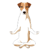 Meditating Jack Russell Terrier Dog