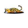 leopard