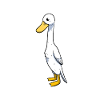 Running duck