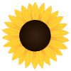 Sunflower - sunflower head