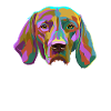 Vizsla Dog splash