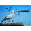 stork
