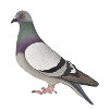 Street pigeon