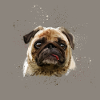 Pug Watercolour artwork