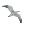 Soaring the seagull