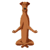 Meditating Irish Terrier Dog