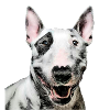 Bull terrier