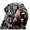 Bouvier des Flandres