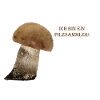 Pilzsammler
