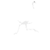 ostrich