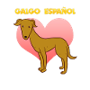 Galgo Español