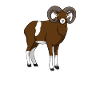 Mufflon