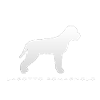 Lagotto Romagnolo