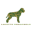 Lagotto Romagnolo