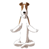 Cheveux méditants Foxterrier Chien
