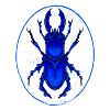 Beetle insect / beetle drawing / tattoo