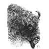 Bison