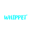Whippet