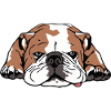 English bulldog lying down tired