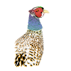Phenominal Pheasant