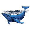 blue whale illustration