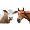 Vache et cheval
