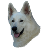 Witte Duitse herder hoofd