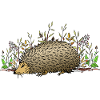 Hedgehog