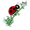 Ladybug botany