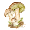 Boletus