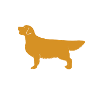 Golden Retriever Portrait