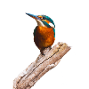Eisi