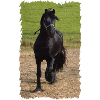 Friesian stallion